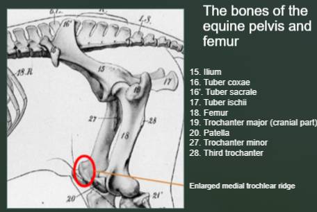 Horse Femur Anatomy