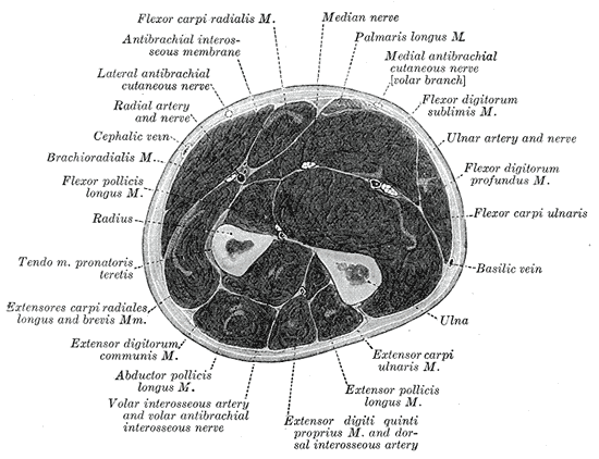 File:Cross-section middle of the forearm.gif