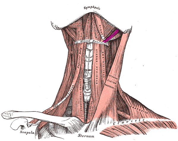 File:Stylohyoid muscle.png
