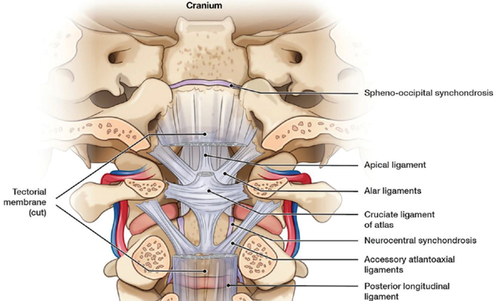 File:Ligaments cervical spine.png