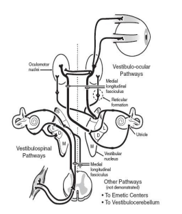File:Vestibular organ and its three pathways.png
