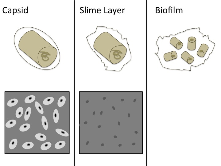 File:Bacteria Capsules and Slime Layers.jpg