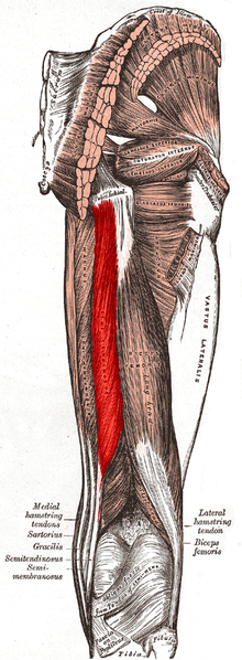 File:Semitendinosus muscle.PNG