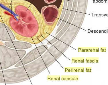 File:External layers of Kidney.png