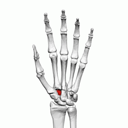 File:Trapezoid bone (left hand) - Animation01.gif