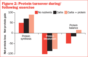 File:Protein turnover.png