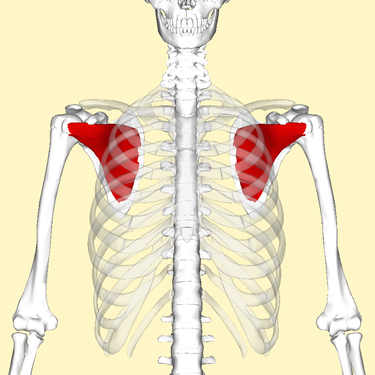 File:Subscapularis muscle.png