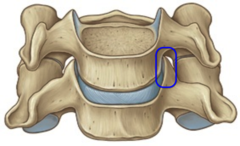 File:Uncovertebral-joints.png
