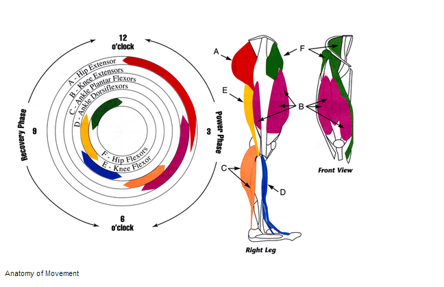 File:Anatomy-of-cycling.png