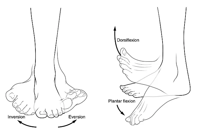 File:Foot-Ankle-Toe-Treatment.png