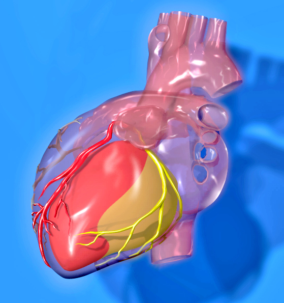 File:Heart coronary territories.jpg