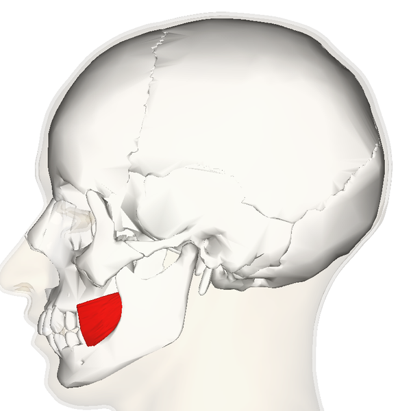 File:Buccinator muscle lateral.png
