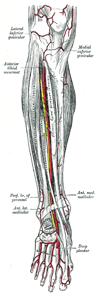 File:Arteries of the lower leg, anterior view.png