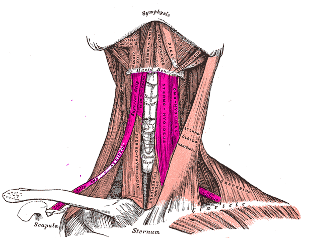 File:Infrahyoid muscles.png