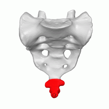 File:Coccyx - animation02.gif
