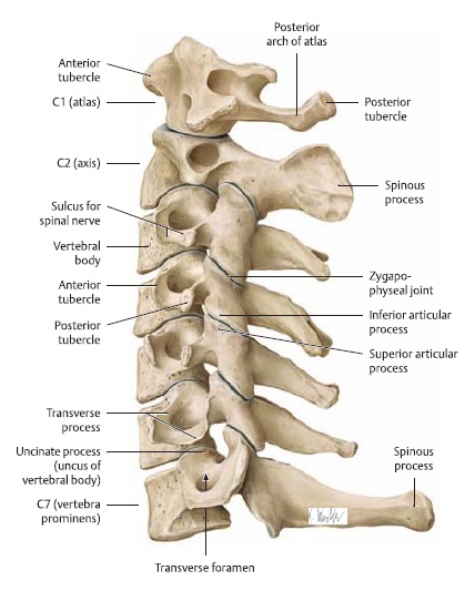Cervical Instability - Physiopedia
