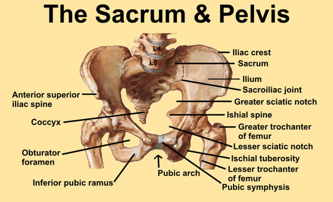 Image 1. Diagram of pelvis and sacrum with bony landmarks identified