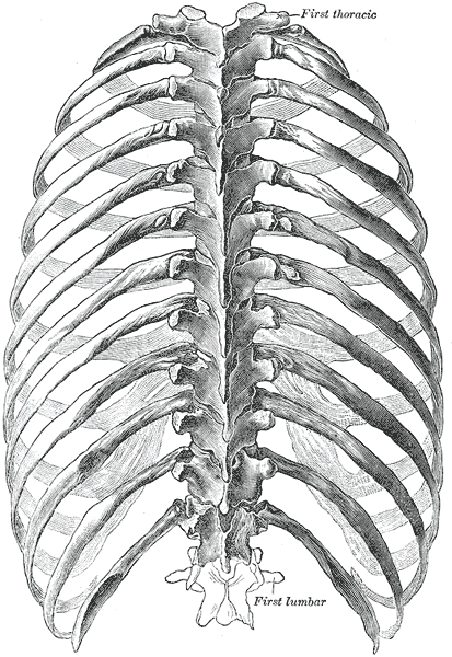 File:Thorax- Posterior View.gif