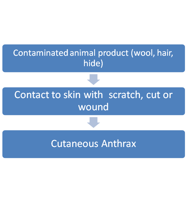 Cutaneous Anthrax.png