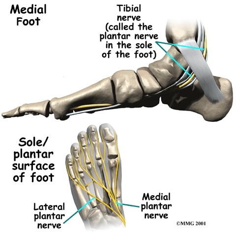 Anatomy ankle and foot 4.jpg