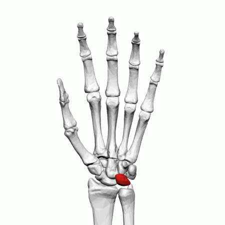 File:Lunate bone (left hand) - animation01.gif