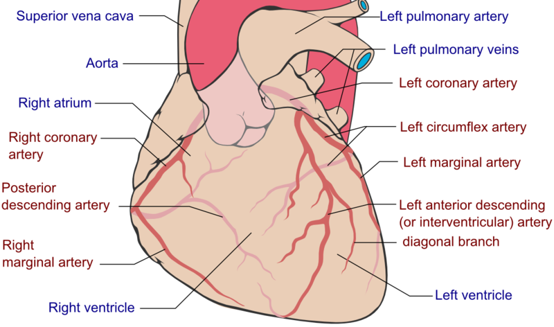 File:Coronary Arteries.png