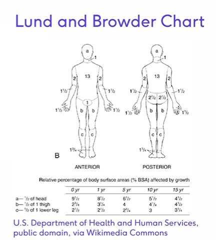 File:Lund and Browder Chart.jpg