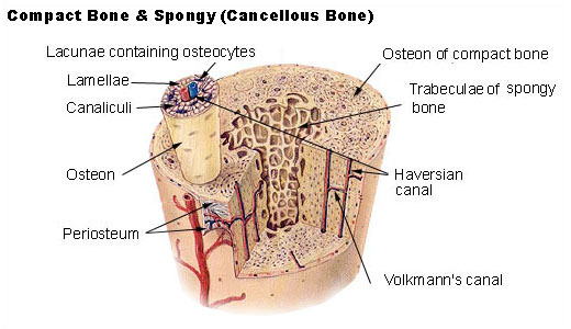 Bone physiology