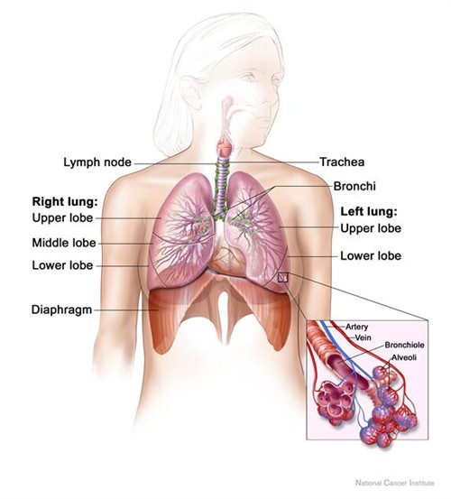 File:Lung and diaphragm.jpg