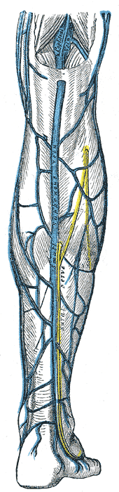 https://www.physio-pedia.com/images/5/55/Sural_nerve.png