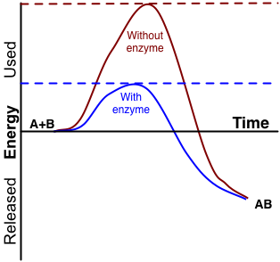 File:Enzyme activation energy.png