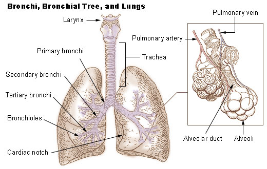 File:Lung anatomy.jpg