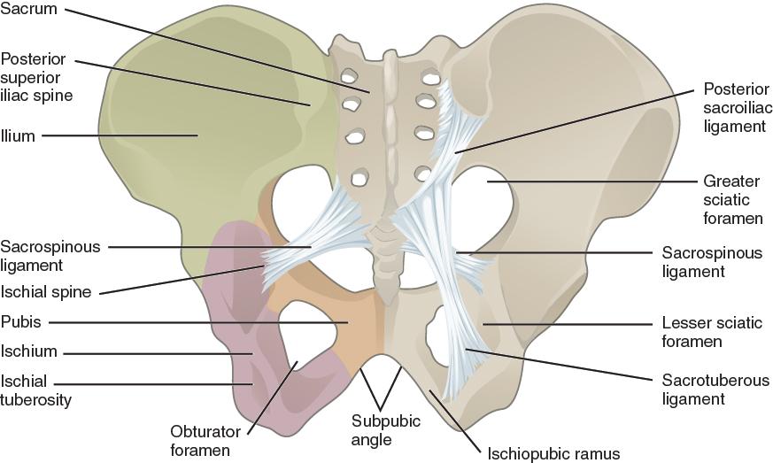 Pelvis anatomy