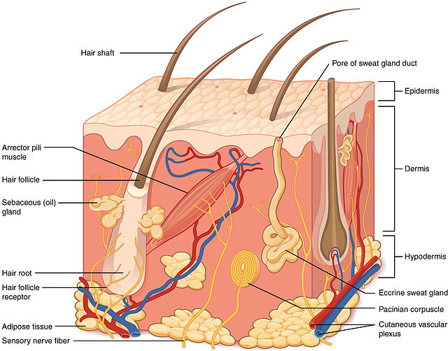 File:Structure of the skin.jpg
