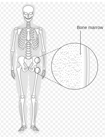 File:Bone marrow pelvis.png