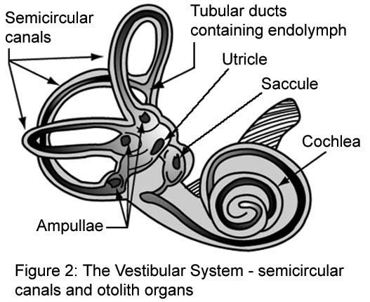 File:Vestibular organs.jpg