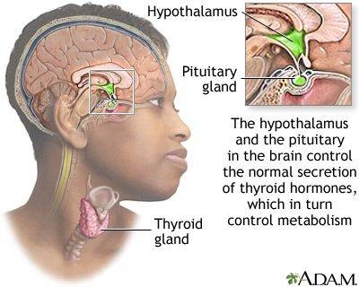 File:Thyroid and release.jpeg