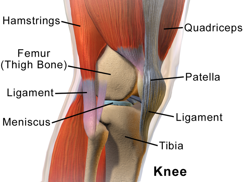 File:Knee Anatomy Side View.png