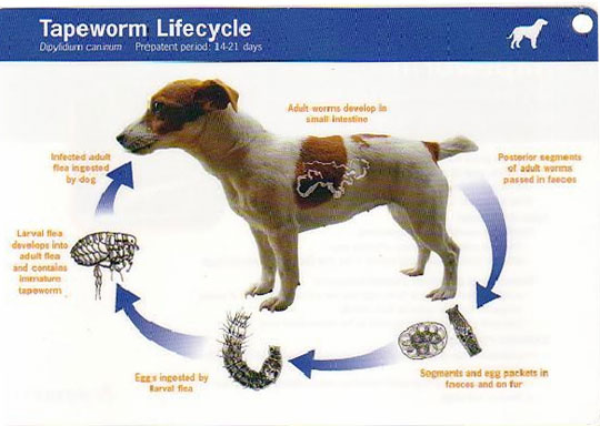 File:Tapeworm lifecycle.jpg