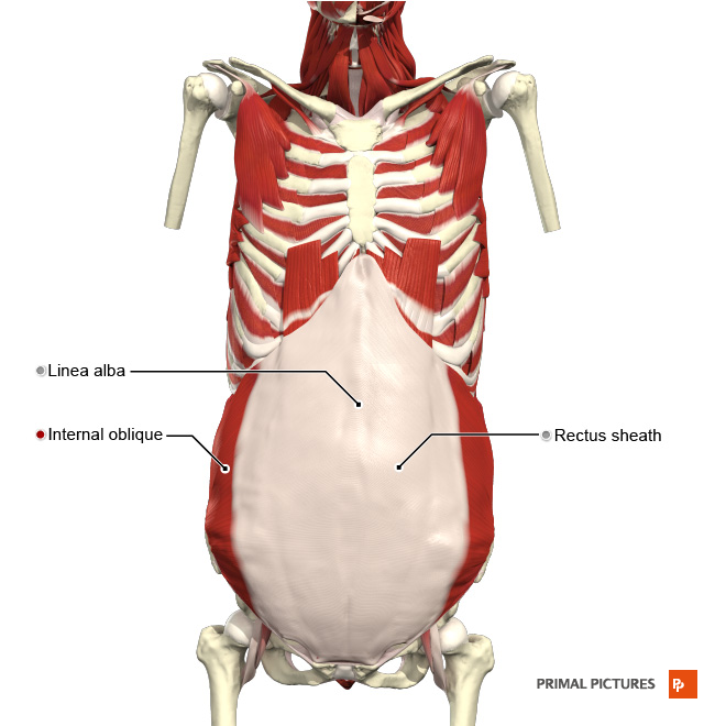 Anterior abdominal wall intermediate muscles Primal.png