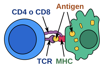 File:Antigen presentation to T cell.png
