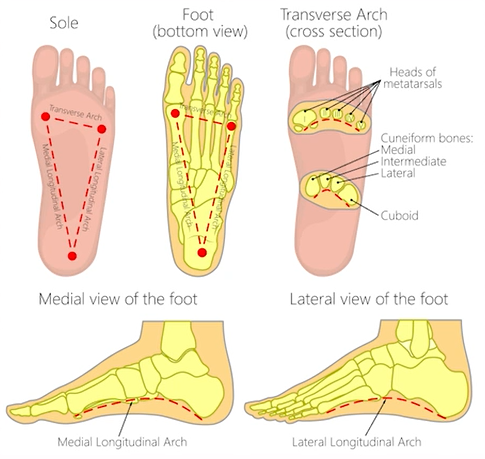 File:Foot arches tripod.png