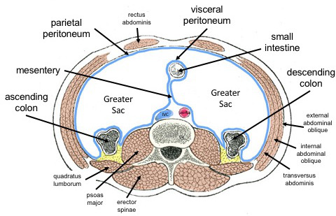 File:General Distribution of the Peritoneum.jpg