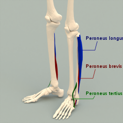 Peroneus muscles.png