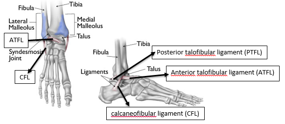 File:Figure 3-Ankle ligaments.PNG