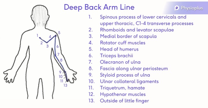 File:Deep Back Arm Line.jpg
