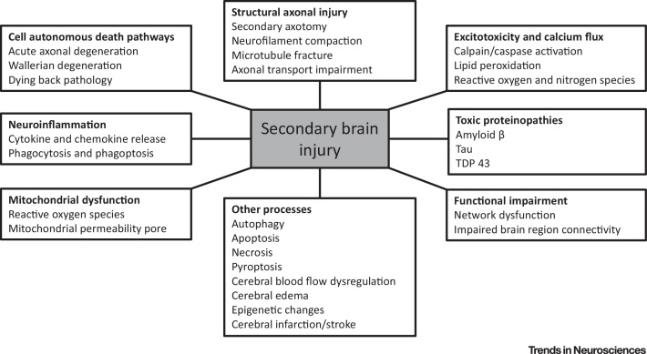 File:Secondary Brain Injury.jpg