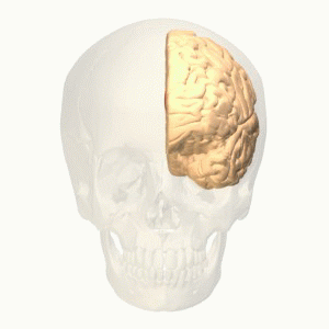 File:Anterior cingulate gyrus animation.gif