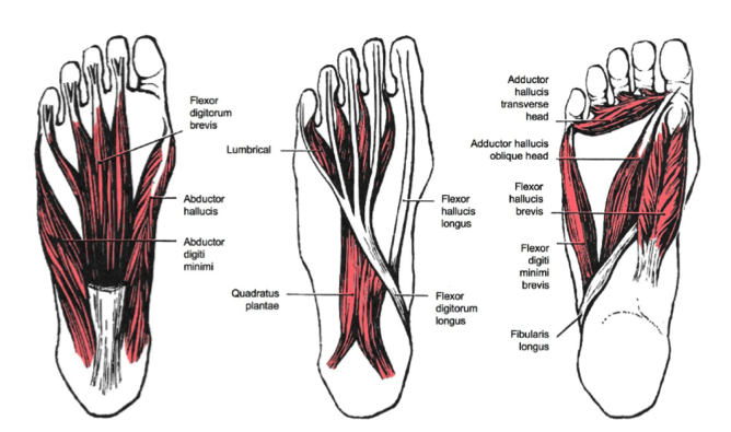 Intrinsic foot muscles