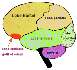 File:Olfactory Cortex.png